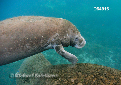West Indian Manatee (Trichechus manatus)